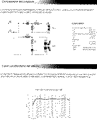 Margot-2.gif (42495 byte)